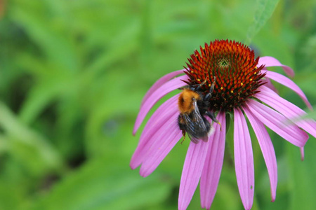 大黄蜂从花中收集花蜜