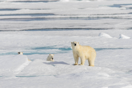北极熊妈妈乌尔苏斯马里蒂姆斯和双胞胎幼崽在斯瓦尔巴北极挪威北部的冰袋上