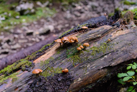 森林里的蘑菇近景