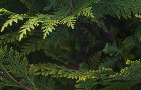 有机装饰。Thuja，雪松枝和叶子，自然背景