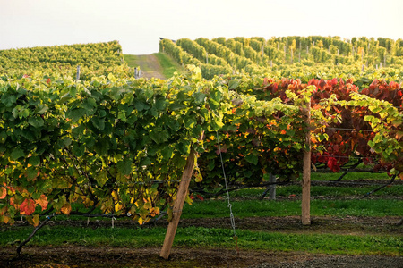 秋季和秋季葡萄葡萄园.日落前的酒庄园景