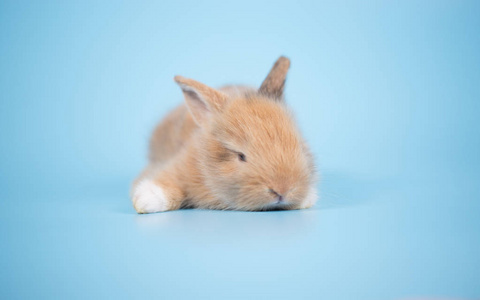 蓝色背景的新生小兔子，特写镜头
