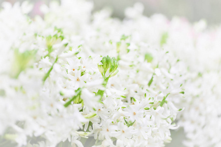 花园奇观中五颜六色的Hyacynths闻到了种花的味道。 以制造香水闻名