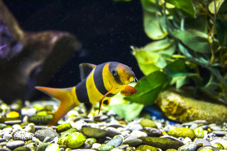 鱼类水生水族馆海洋