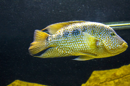 鱼类水生水族馆海洋