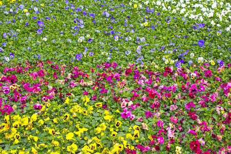 三色堇植物花园自然