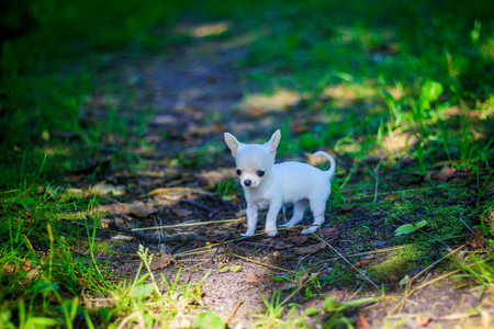 绿草中的白色小狗