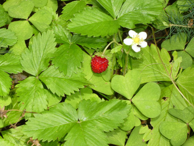 灌木丛中的野生草莓果实图片
