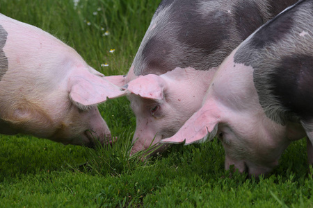 群猪养殖养殖在畜牧场农村的场景..夏季在绿色草地上放牧的健康的年轻猪