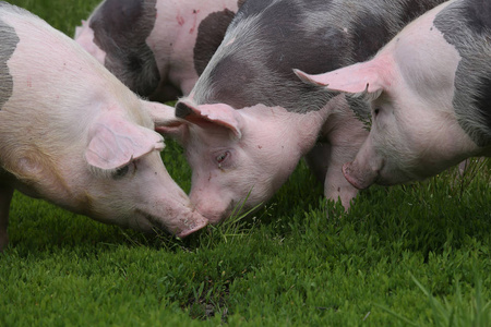 夏季牧场上的一群小猪。夏季在绿色草地上放牧的健康的幼猪