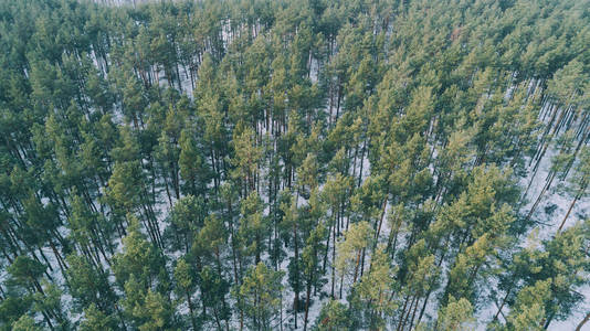 白雪皑皑的冬林中树木的鸟瞰图