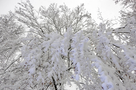 奇怪的树枝覆盖着雪冬的概念