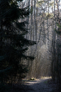 雾中的森林