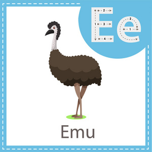 EMU鸟的插画家