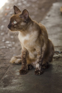 棕色猫坐在地板上。