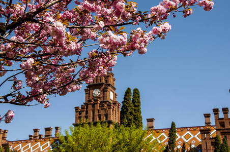 chernivtsi大学时钟背景下的樱花