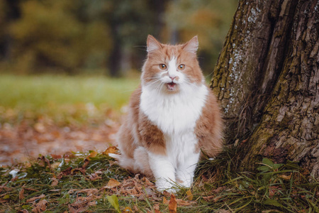 可爱的毛茸茸的猫在街上