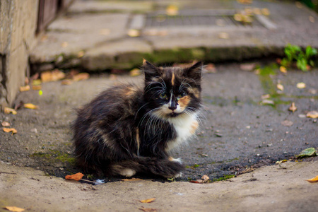 一只可爱的街头猫的肖像
