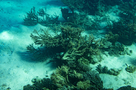 一个蓬勃发展的健康珊瑚礁覆盖硬珊瑚，软珊瑚，丰富的鱼类生命。 色调