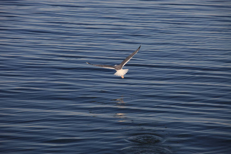 海鸥飞过水面