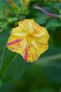 秘鲁奇迹拉丁名Mirabilis jalapa