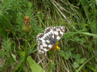 西方大理石白色蝴蝶，绿色草地上的黑白色