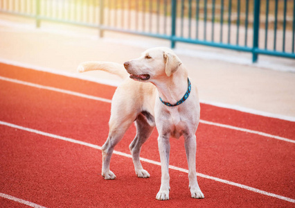 田径运动跑道与狗拉布拉多猎犬在运动场运动户外运动跑道上跑步