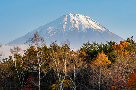 日本大林秋季湖泊四周枫叶树的富士山美景