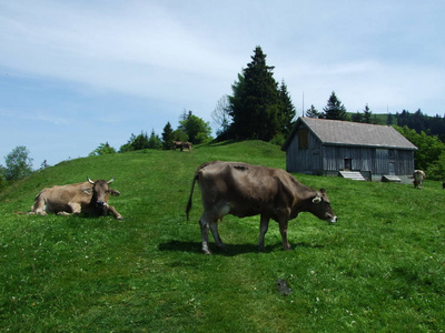 瑞士阿彭策尔奥塞尔罗登州的Zrchermhle村的农场和牧场