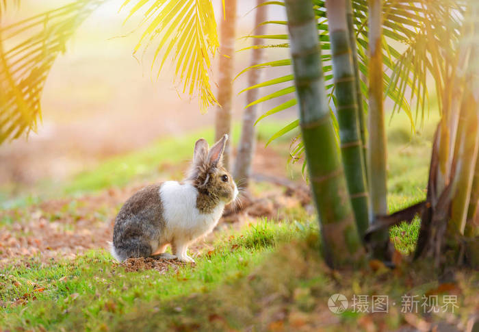 兔子对大自然/可爱的小白兔对花园春天草绿色背景兔子