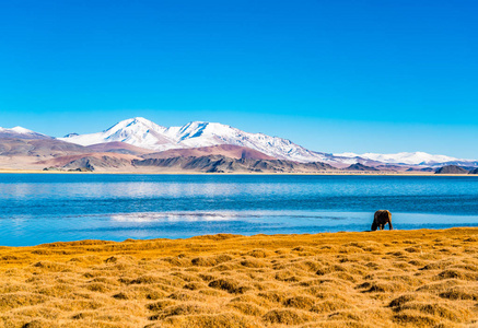 蒙古西部阿尔吉附近雪山和村庄景观
