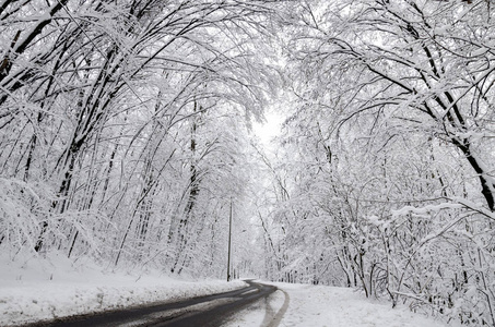 雪中的树木美丽的冬季景观乌克兰基辅2018年12月14日