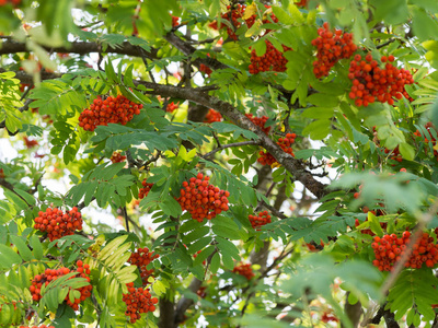 秋日生长的一种橘红色浆果罗万或山灰树的细节。
