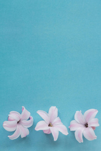 风信子粉红惊喜荷兰风信子。浅蓝色背景上的粉红色花朵