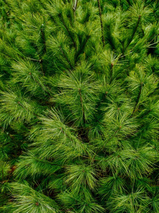 s pine needle landscape