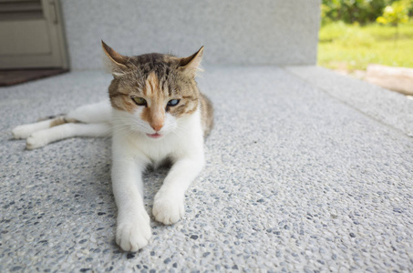 疲倦的小猫打瞌睡，睡在外面