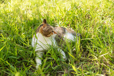 草地上的小猫，户外的家猫