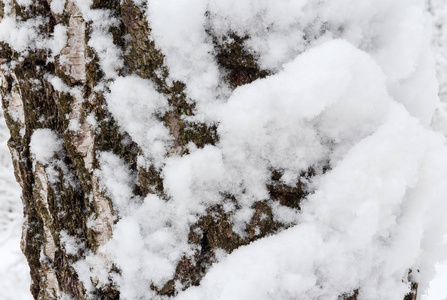 旧桦树树干碎片的背景，覆盖着新落下的雪花