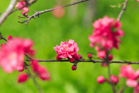 春天的桃花