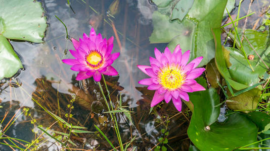 美丽的粉红色莲花在池塘里水汪汪的