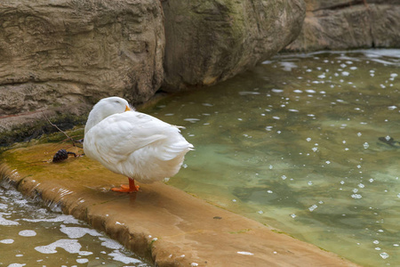 毛茸茸的鸭子，有着明亮的橙色喙，腿站在装饰池塘的石板上