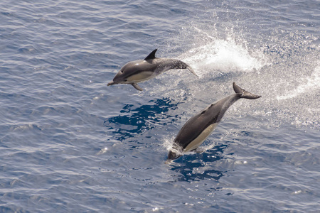 海豚跳出平静的海洋