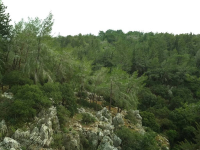 森林低山丘陵岩石和石头的自然景观。