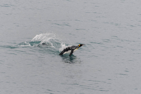 国王企鹅在水里游泳图片