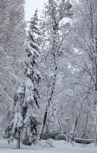 美丽的冬天全景，白雪覆盖的树木，基辅