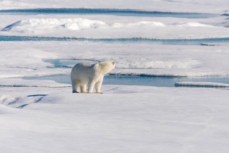北极熊在冰袋上