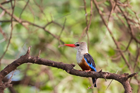 东非坦桑尼亚塞伦盖蒂国家公园halcyonleucofhala，灰头翠鸟，长红色喙正在叼