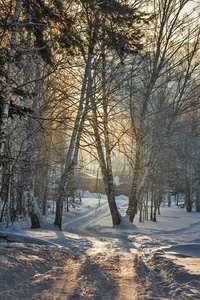阳光明媚的冬天在森林里