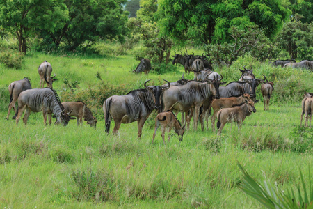 坦桑尼亚米库米国家公园的野生动物