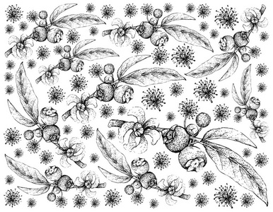 热带水果插图壁纸的手绘素描戈亚巴德安塔混乱苹果或白叶藻毛果分离在白色背景。